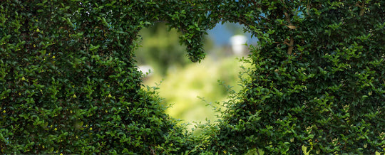 A bush with a heart-shaped hole