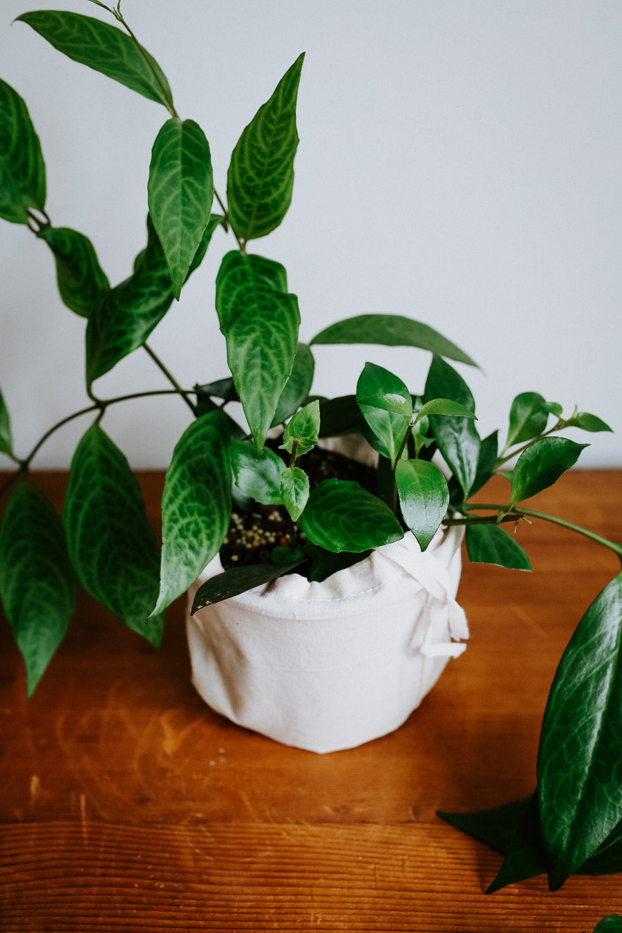 Lipstick Plant (Aeshynanthus Marmoratus)