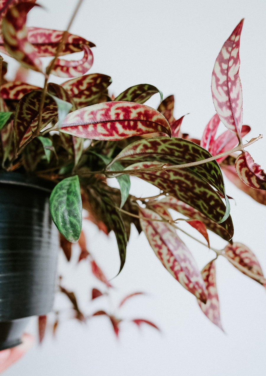 Lipstick Plant (Aeshynanthus Marmoratus)