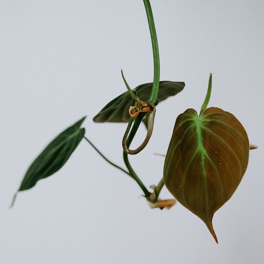 Philodendron hederaceum Micans