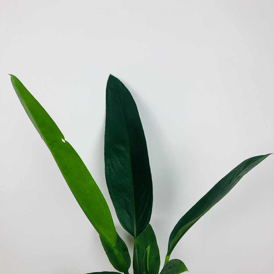 Paddle-Leaf Anthurium (Anthurium Coriaceum)