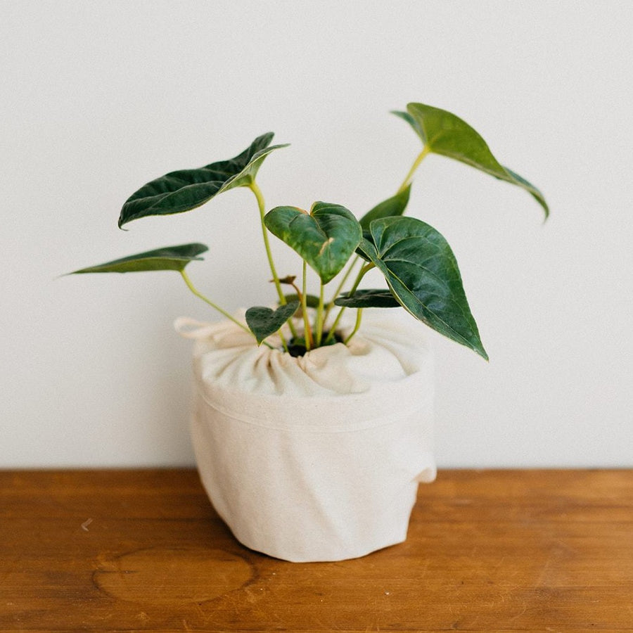 Anthurium Decipiens