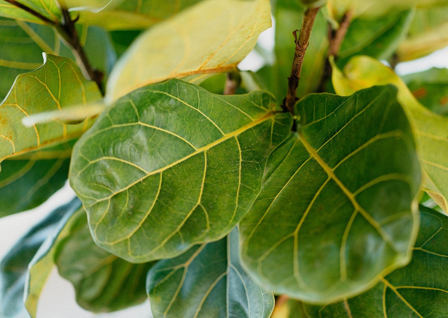 Big Fiddle Leaf Fig (Ficus lyrata)