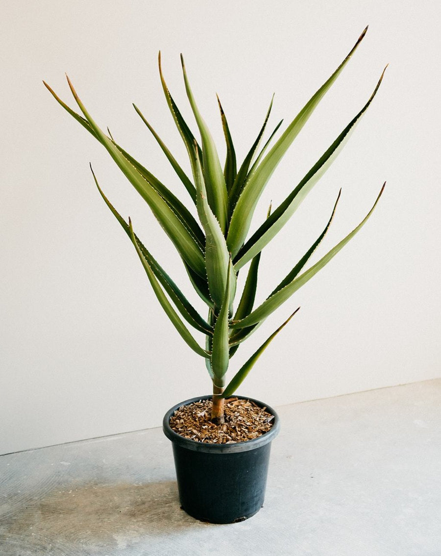 Tree Aloe (Aloe barberae)