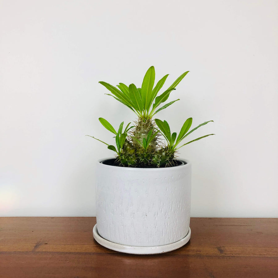 White Wizard Pot with choice of Plant